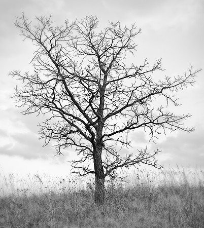 Photo-a-day #310: November 6, 2011 - Autumn Tree