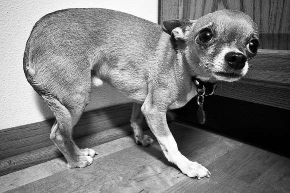 Photo-a-day #28: January 28, 2011 - What'd you do?