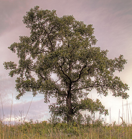 Photo-a-day #213: August 1, 2011 - Summer Tree (HDR)