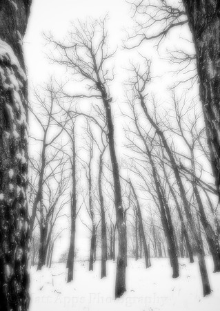 Photo-a-day #57: February 26, 2011 - Light Snow