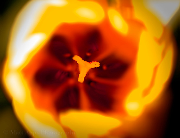 Photo-a-day #122: May 2, 2011 - Alien Tulips