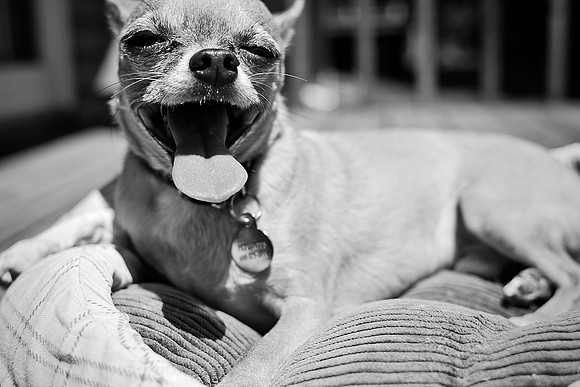 Photo-a-day #177: June 26, 2011 - Dog Days
