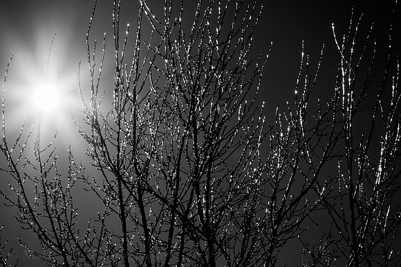 Photo-a-day #83: March 24, 2011 - Ice Tree
