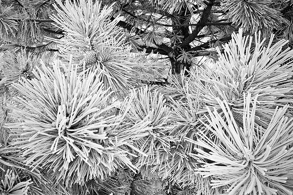 Photo-a-day #24: January 24, 2011 - Morning Fog-Frost