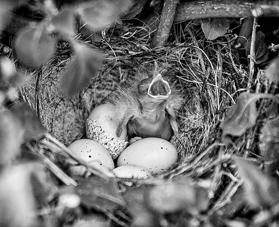 Photo-a-day #154: June 3, 2014 -  Babies