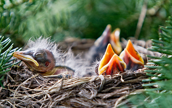 Photo-a-day #148: May 28, 2011 - Baby Robins