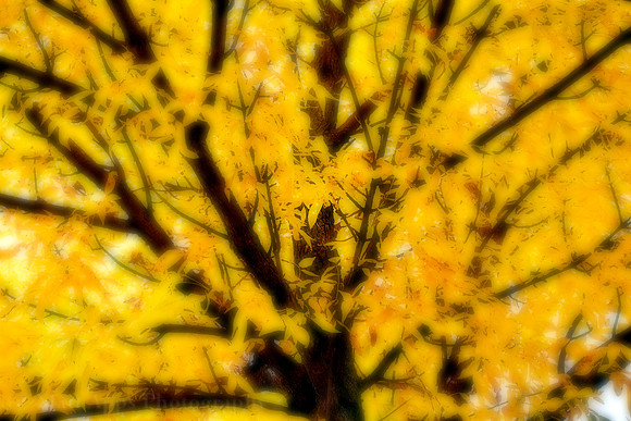 Photo-a-day #280: October 7, 2011 - Yellow