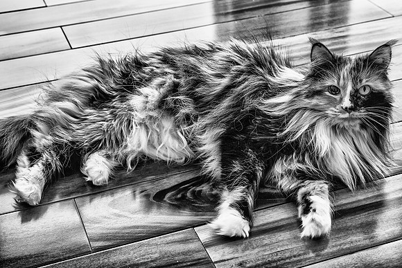 Photo-a-day #82: March 23, 2014 - Buttercup