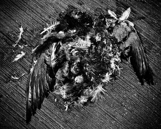 Photo-a-day #161: June 10, 2011 - Flattened Life