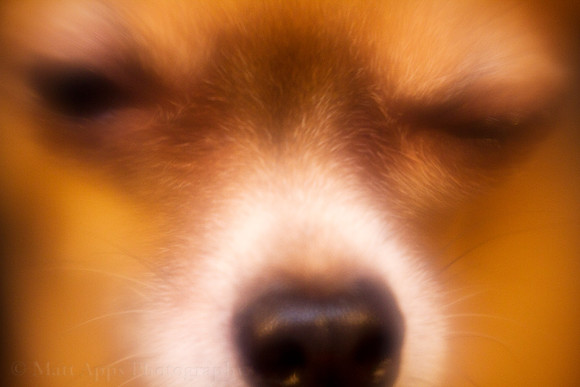 Photo-a-day #39: February 8, 2011 - Dog days of Winter