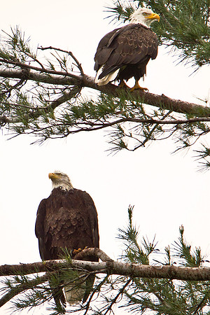 Photo-a-day #170: June 19, 2011 - Double Eagle