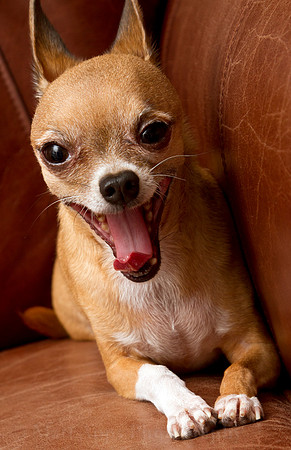 Photo-a-day #312: November 8, 2011 - Pepe The Joker