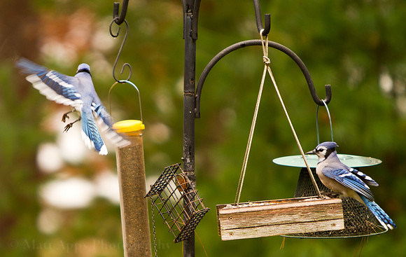 Photo-a-day #303: October 30, 2011 - Blue Jays are Jerks