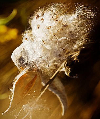 Photo-a-day #289: October 16, 2011 - Milkweed
