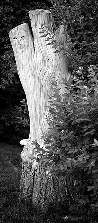 Photo-a-day #158: June 7, 2011 - The Tree Face
