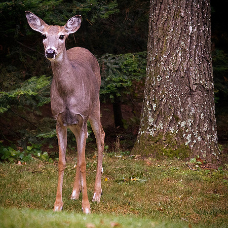 Photo-a-day #268: September 25, 2011 - White Tail