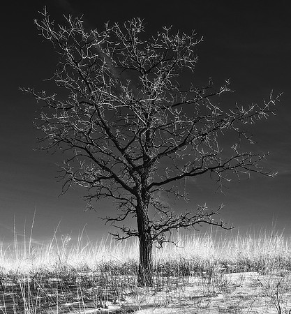 Photo-a-day #30: January 30, 2011 - Winter Tree