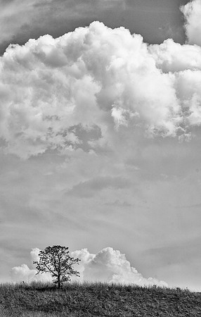 Photo-a-day #146: May 26, 2014 - Lone Tree