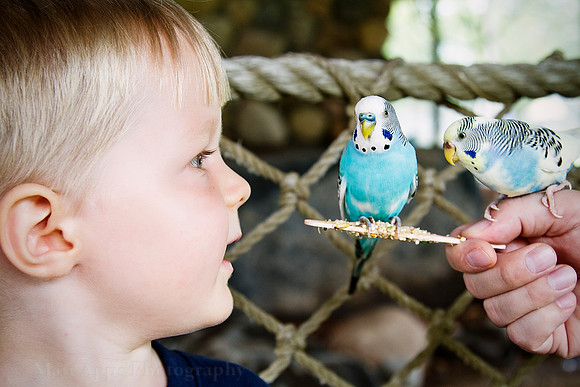 Photo-a-day #246: September 3, 2011 - Budgie on a Stick