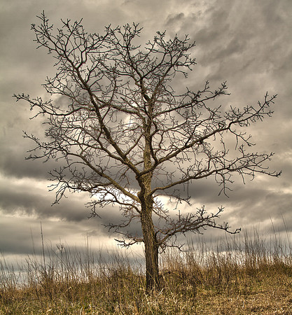 Photo-a-day #120: April 30, 2011 - Spring Tree