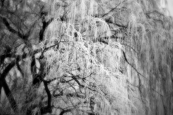 Photo-a-day #25: January 25, 2011 - Freezing Weeping Willow