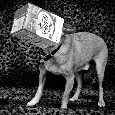 Photo-a-day #12: January 12, 2011 - I got my head stuck in a box