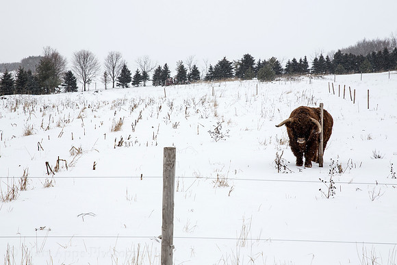 Photo-a-day #17: January 17, 2014 - Bull Scratch