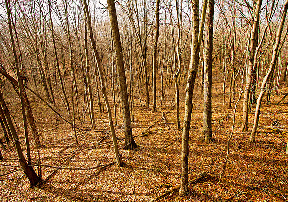 Photo-a-day #324: November 20, 2011 - Woods