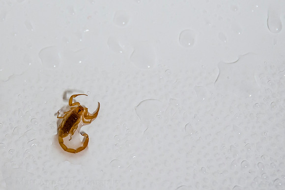 Photo-a-day #68: March 9, 2014 - Scorpion!