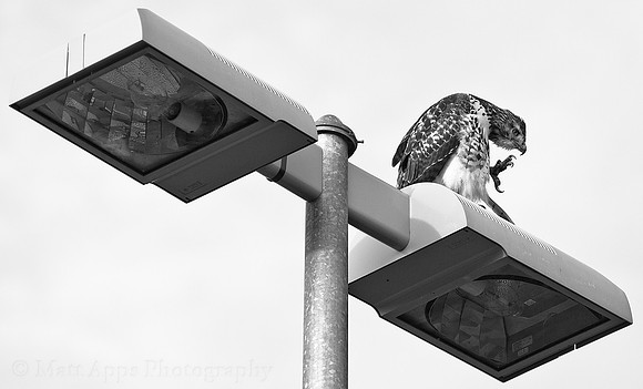 Photo-a-day #271: September 28, 2011 - Watchful Eye