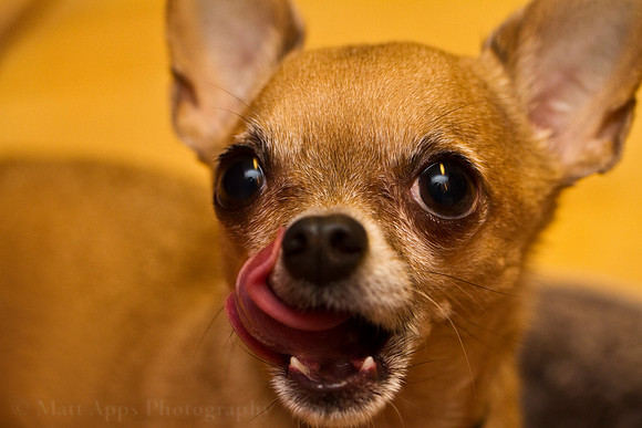 Photo-a-day #160: June 9, 2011 - Chops