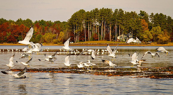Photo-a-day #282: October 9, 2011 - Birds on the Bog