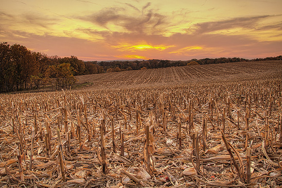 Photo-a-day #279: October 6, 2011 - Harvest